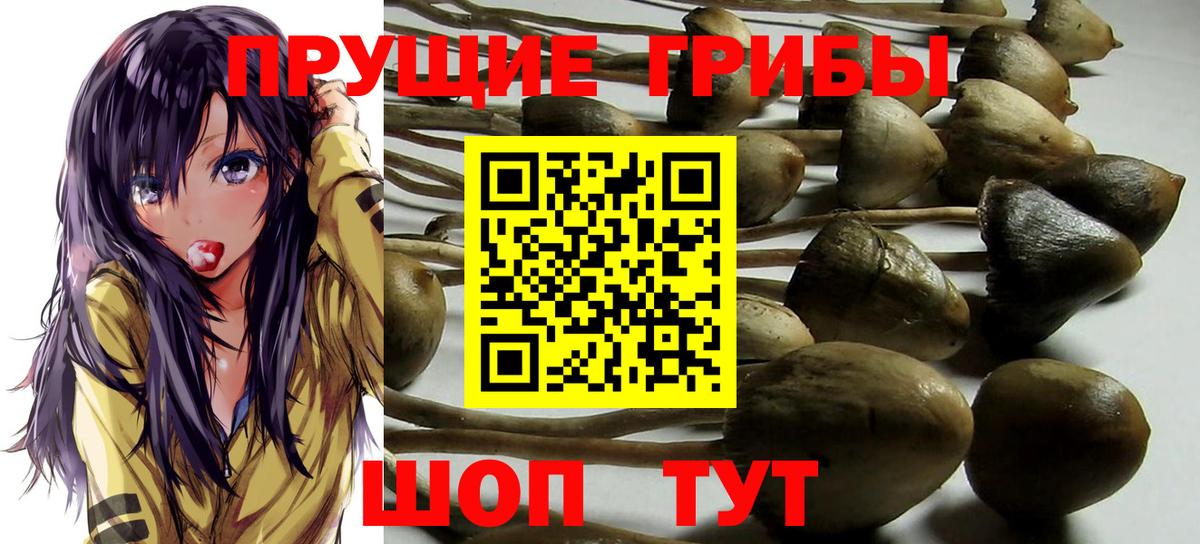 Псилоцибиновые грибы Psilocybine cubensis Котлас